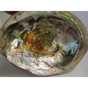 Red Abalone Large 9" Shell Haliotis Rufescens w/ Barnacles & Stone Base Antique